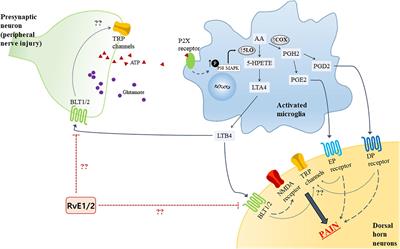 Resolvins: Potent Pain Inhibiting Lipid Mediators via Transient Receptor Potential Regulation